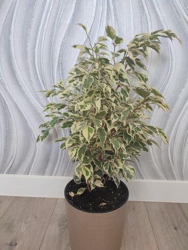 самшит декоративный кустарник: Фикус Бенджамина
самовывоз из Тунгуча