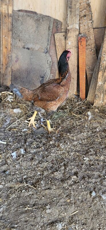 Xoruzlar: Xoruz, Heyratı, il: 1, Ünvandan götürmə — 13