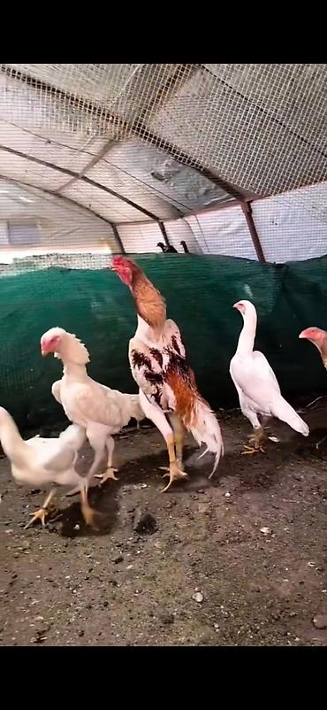 Cücələr: Toyuq cücələri, Damazlıq — 8