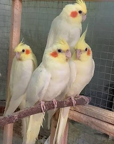 tutuquş: Nimfa (Cockatiel) papuqayları – müxtəlif rənglər • Növlər: Nimfa — 3