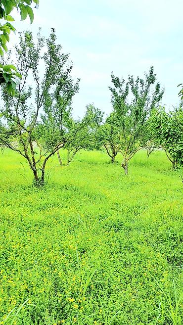 Torpaq sahələrinin satışı: 24 sot, Tikinti, Mülkiyyətçi, Kupça (Çıxarış) — 4