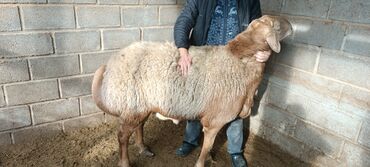 Бараны, овцы: Продаю | Баран (самец) | Для разведения | Осеменитель — 6