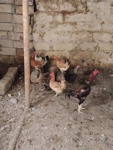 ev heyvanları satışı: Toyuq, Damazlıq — 1