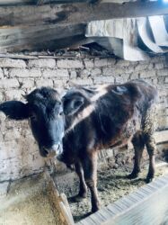 в связи с переездом отдам попугая жако в добрые руки: Продается тёлка полтора годавалая 80 тысячь