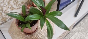 орхидея купить в бишкеке: Продаю растение домашнее отлично подойдет для офиса почти 1 метр