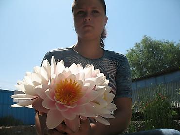 лилия: Продаю Водные Лилии
5оо сом куст — 2