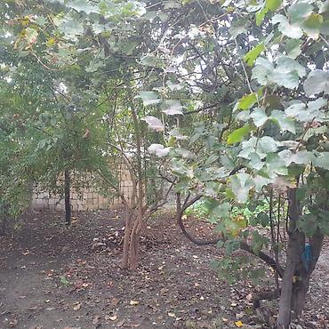 купить дачу в вишневке в баку: 5 комнат, 200 м², Нет кредита, Средний ремонт — 10