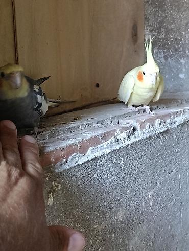 sultan tutuquşusu: Nimfalari (Cockatiel) cütü - Növ: Nimfa tutuquşusu (Cockatiel) - — 1