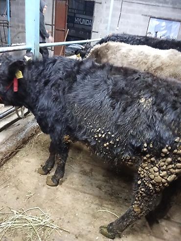 Коровы, быки: Продаю | Бык (самец) | На откорм | Привязанные — 12