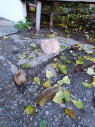 каракол животные: Котята! Бесплатно! Самовывоз. - Милые рыжие котята, домашнего типа. -