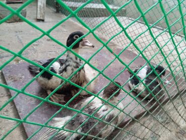 Ördəklər: Muscovy (hind) ördək balaları – müxtəlif rənglərdə - Cins — 6