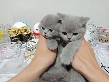 Pişiklər: Britan — 7