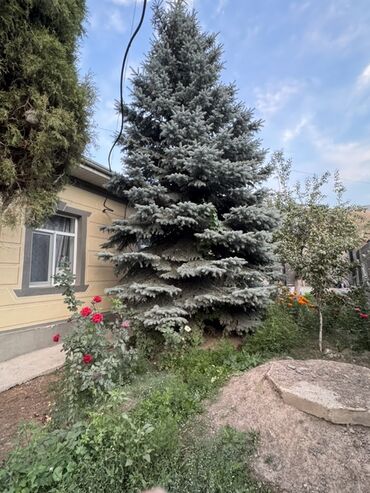 продаю ель: Ель голубая (Picea pungens, Blue Spruce) - Крупномер с