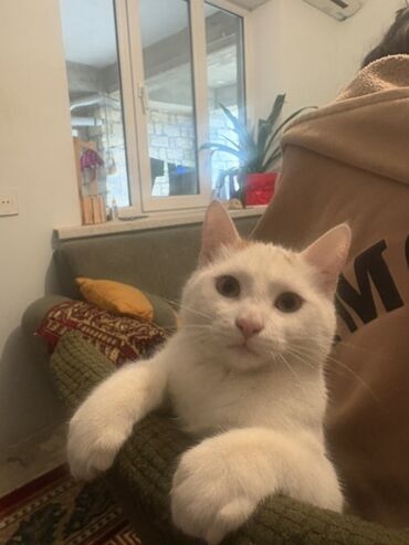 Pişiklər: Türk anqora, Erkək, Yaxşı əllərə — 6