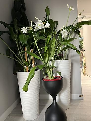 Драцены и Сансевиерии: Адаптированные пересаженные в горшках. Сансеvierия (Sansevieria — 30