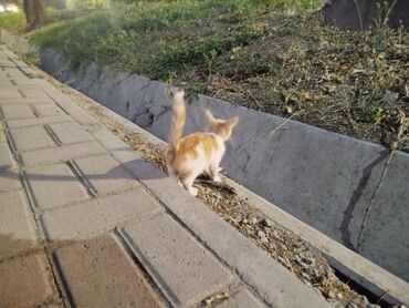 Кошки: В районе Тоголок Молдо Тюменская бегает очаровательный рыже-белый