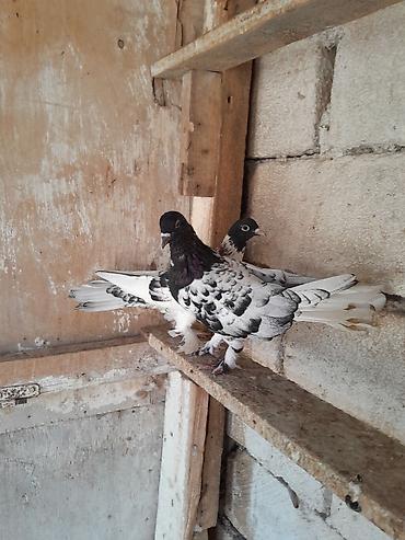 korella quşu acıq sarı 45 azn: Qarabasllar yumrta ustundedi. hundur ayaq 18 19 tuk tam saglamdi — 3