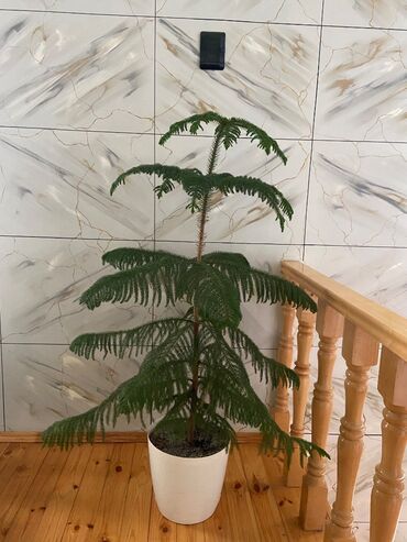 Bitki dərmanları: Araukaria.
Böyük ölçüdə bitki ev və iş yerləri üçündür