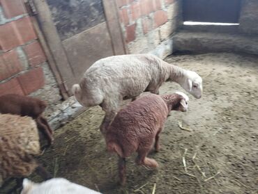 Dişi, il: 2, Damazlıq, Ünvandan götürmə