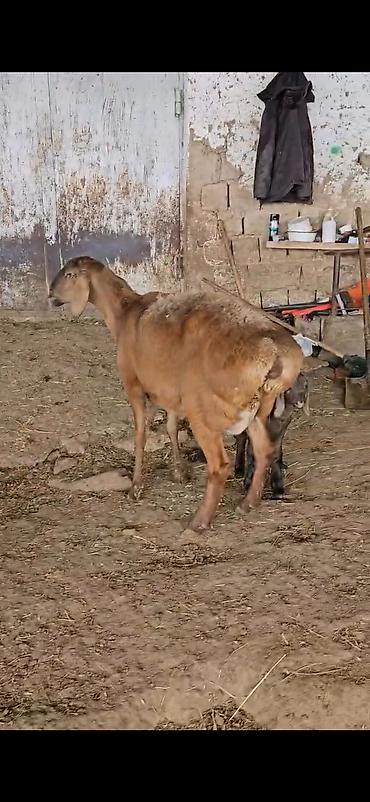 Qoyunlar, qoçlar: Qoyun – ana ilə bala(s)ı - Cins: ehtimalən yerli/ətlik-dövlətlik — 7