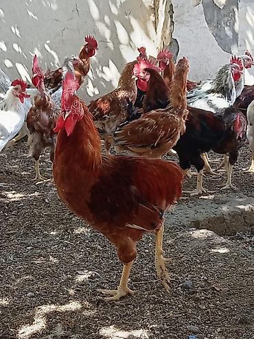 Xoruz, il: >5 Pulsuz çatdırılma lalafo.az -da Xoruz, il: >5 Pulsuz çatdırılma