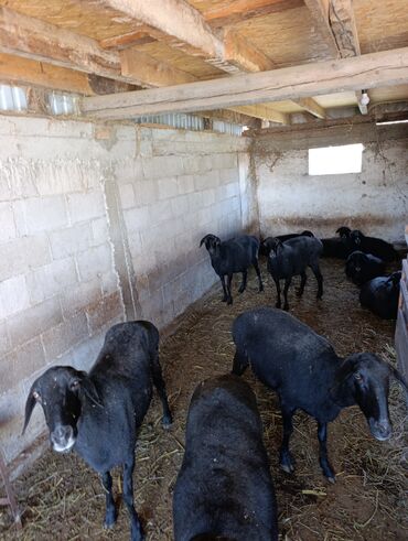 объявления о найденных животных: Сатам | Ургаачы кой (ургаачы) | Көбөйтүү үчүн