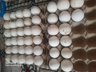 арпа продаю: Куплю | Индюки, Инкубационные яйца