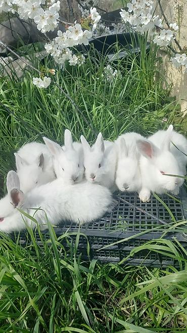 dovşan karlik: Ağ albinos dovşan balaları – dekorativ və təsərrüfat üçün.1 ayliq — 1