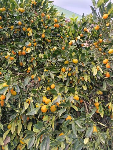 Meyvə və giləmeyvə: Məhsul: Bağdan təzə sitrus meyvələri – limon və portağal/mandarin — 5