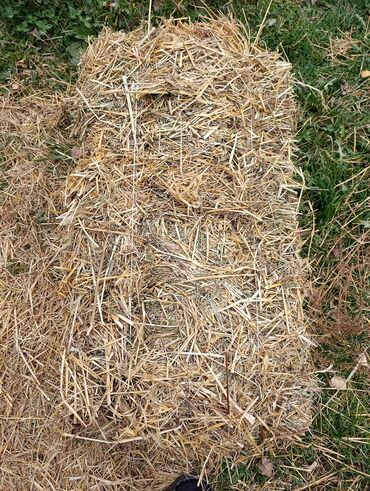 зерно ячмень: Продаю тюки ячменная салома с сеном. тюки большие