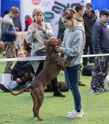 кой ош: 🐾 КИНОЛОГ / ЗООПСИХОЛОГ — Бишкек Профессиональная помощь в воспитании — 1