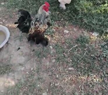 породистые котята в добрые руки: Toyuq, Brama, Damazlıq