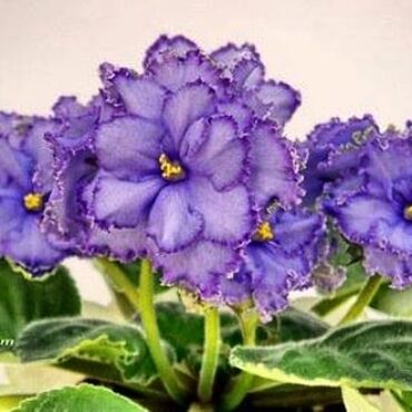 Otaq bitkiləri: 5,6 m starter — 7