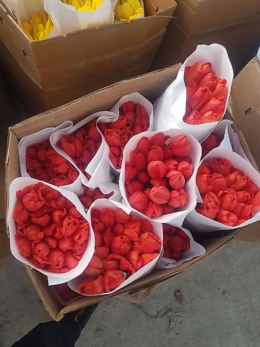 Букеты из живых цветов: 🔥 **ТЮЛЬПАНЫ ОПТОМ К 8 МАРТА ПРЯМО ИЗ ТЕПЛИЦЫ** 🔥 Голландские at lalafo.kg — 10 Букеты из живых цветов: 🔥 **ТЮЛЬПАНЫ ОПТОМ К 8 МАРТА ПРЯМО ИЗ ТЕПЛИЦЫ** 🔥 Голландские — 10