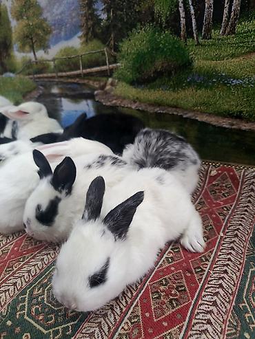 Dovşanlar: 1-ci şəkildəki yarı karlik Dovşanlar 15-azn. 3-cü şəkildəki Ag -AgQara — 25