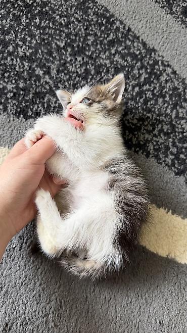 котята маленькие: 1 месяц, Мальчик, Биколор — 4