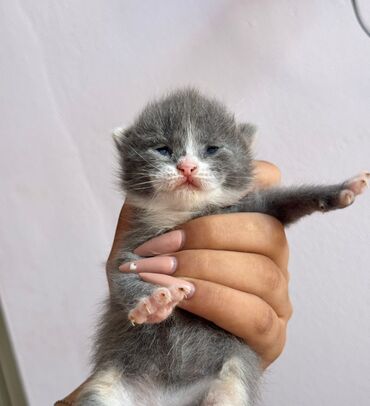 scottish fold: Şotland yastı qulaq, Dişi, Yaxşı əllərə, Ödənişli çatdırılma, Ünvandan götürmə