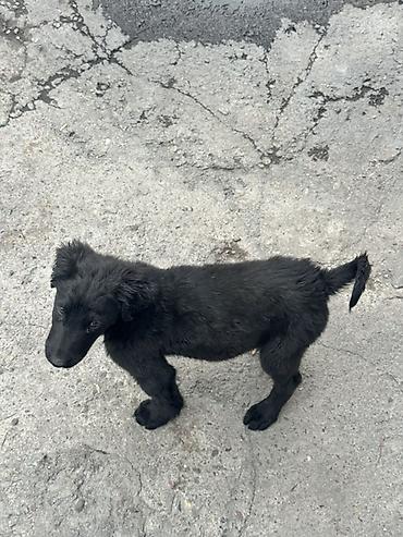 Продажа собак: Тайган, 2 месяца, Самец — 6