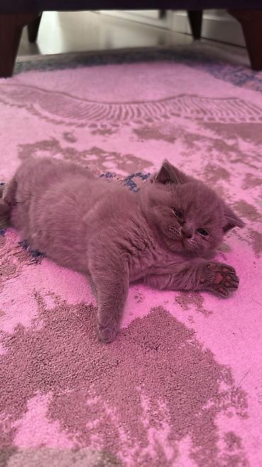 Pişiklər: Britan — 2