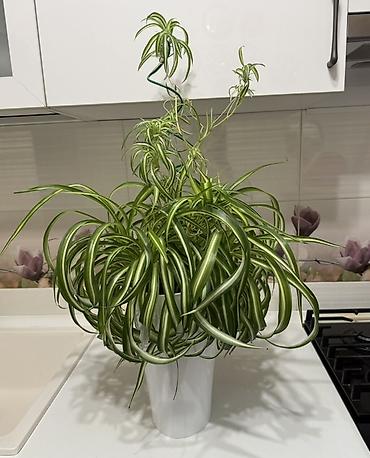 цветок хлорофитум: Хлорофитум (Chlorophytum comosum ‘Variegatum’) в горшке - Пышная — 3