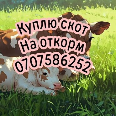 лошадь польша: Куплю | Коровы, быки, Лошади, кони | Круглосуточно, На откорм, Самовывоз