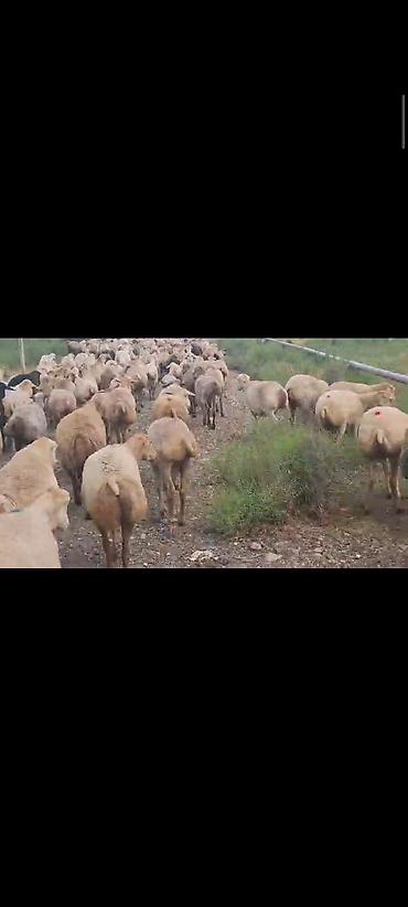Mal-qara: Dişi, il: 1, 60 kq, Damazlıq, Ünvandan götürmə — 7
