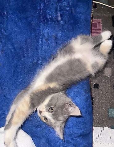 возьму котенка: 3 месяца, Девочка, Приучена к лотку — 4