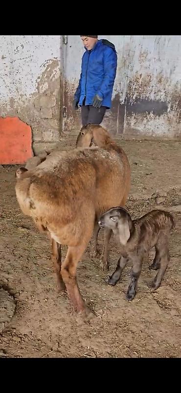 Qoyunlar, qoçlar: Qoyun – ana ilə bala(s)ı - Cins: ehtimalən yerli/ətlik-dövlətlik — 3