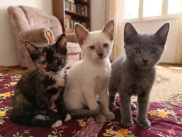 кошка манас: Сиамская, 2 месяца, Девочка, Приучена к лотку — 2