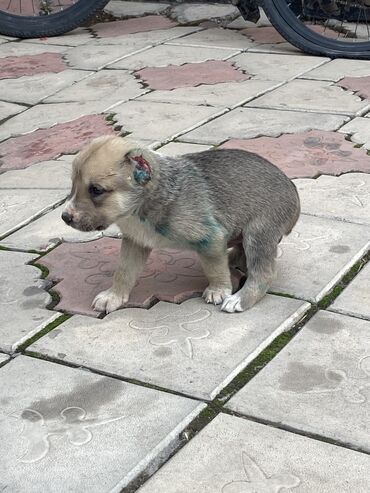 акустические системы rapoo колонка в виде собак: Алабай, 1 айлык, Эркек, Ит тегин тастыктоочу документ