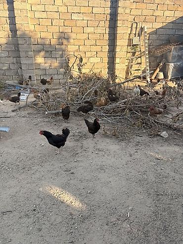 cins xoruz harda banliyar: Toyuq, Damazlıq — 1