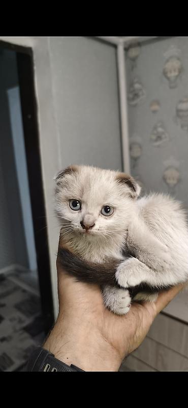 сиамская кошка котята: Шотландские вислоухие котята (Scottish Fold) смешанные с сиамским — 3