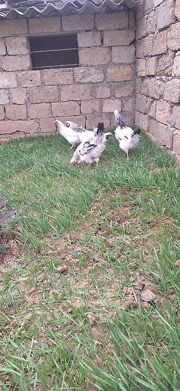 brama toyuqları: 4 eded 5 aylıq çolpa .çekisi 15001900 .Qiymet 4 ededi 50 manat — 2