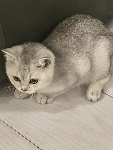 Tualete ozu gedir 4 ayliqdi,iyneleri vurulub.parodu sinsila Gözəl lalafo.az -da Tualete ozu gedir 4 ayliqdi,iyneleri vurulub.parodu sinsila Gözəl